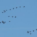 The Sounds of Winter