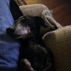 Taking Out the Dogs at Bedtime