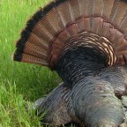 Eisenhower’s Turkeys