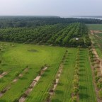 On The Meaning of Nature’s Patterns and Orchard Design