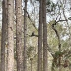 Owls In The Daylight